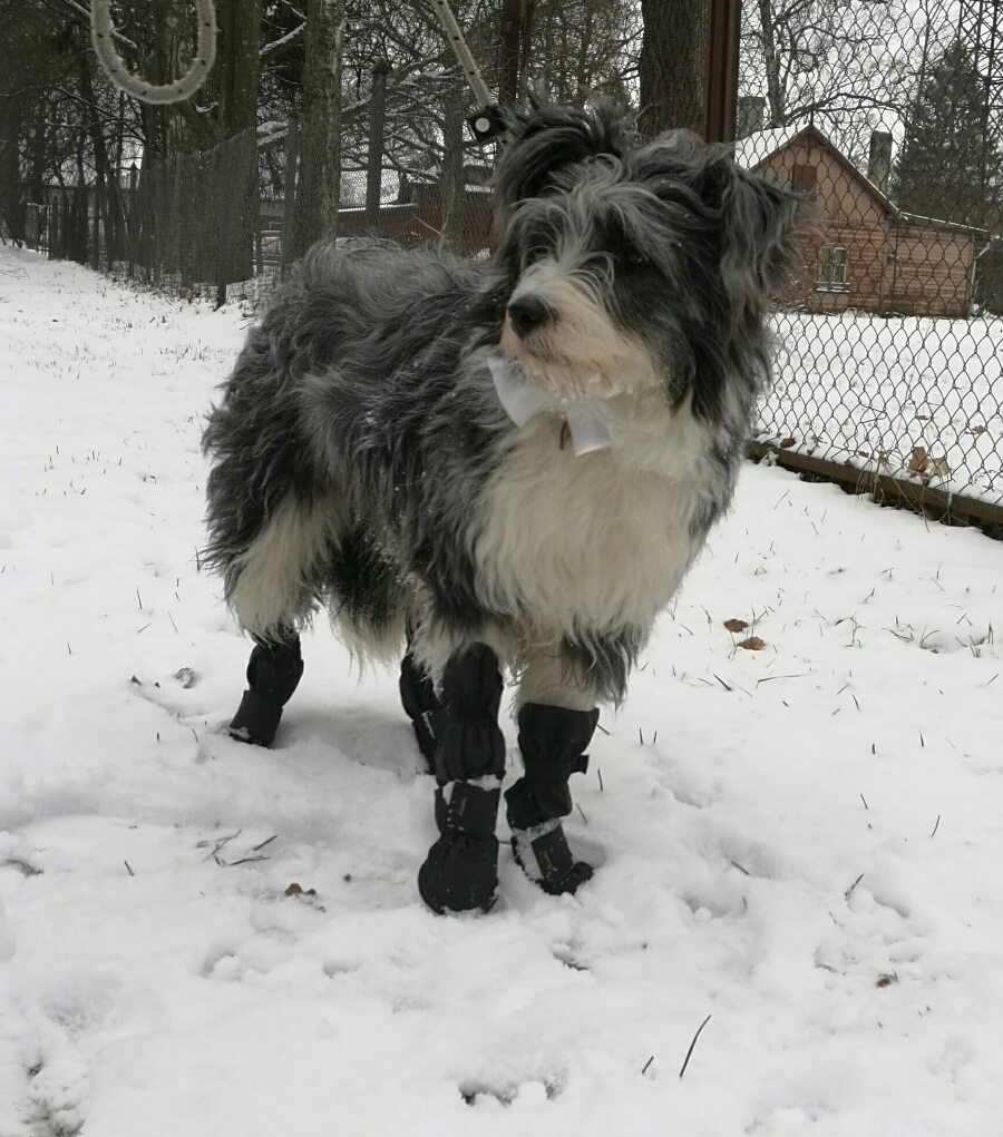 Suņu zābaciņi (iepakojumā 4 gabali)